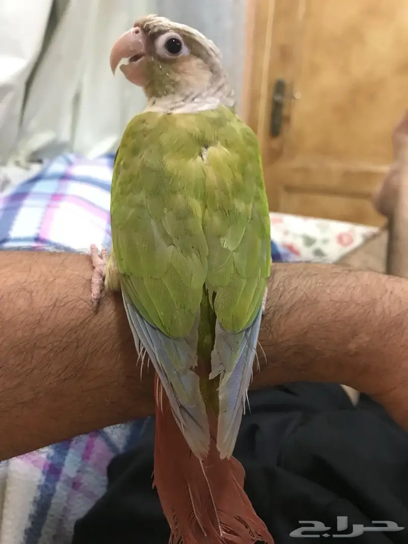 ببغاء كونيور مميزان للبيع - فرصة لا تُفوّت! (image 6)