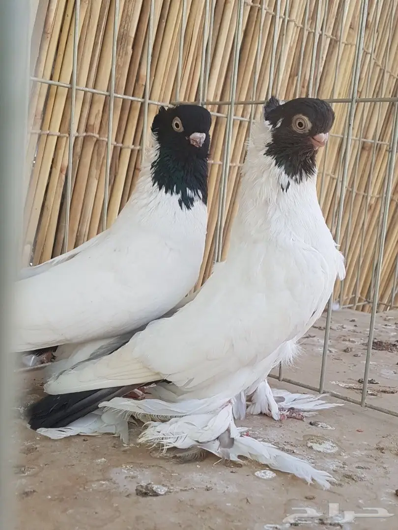 جوز كلرهد مستوى مميز (image 1)