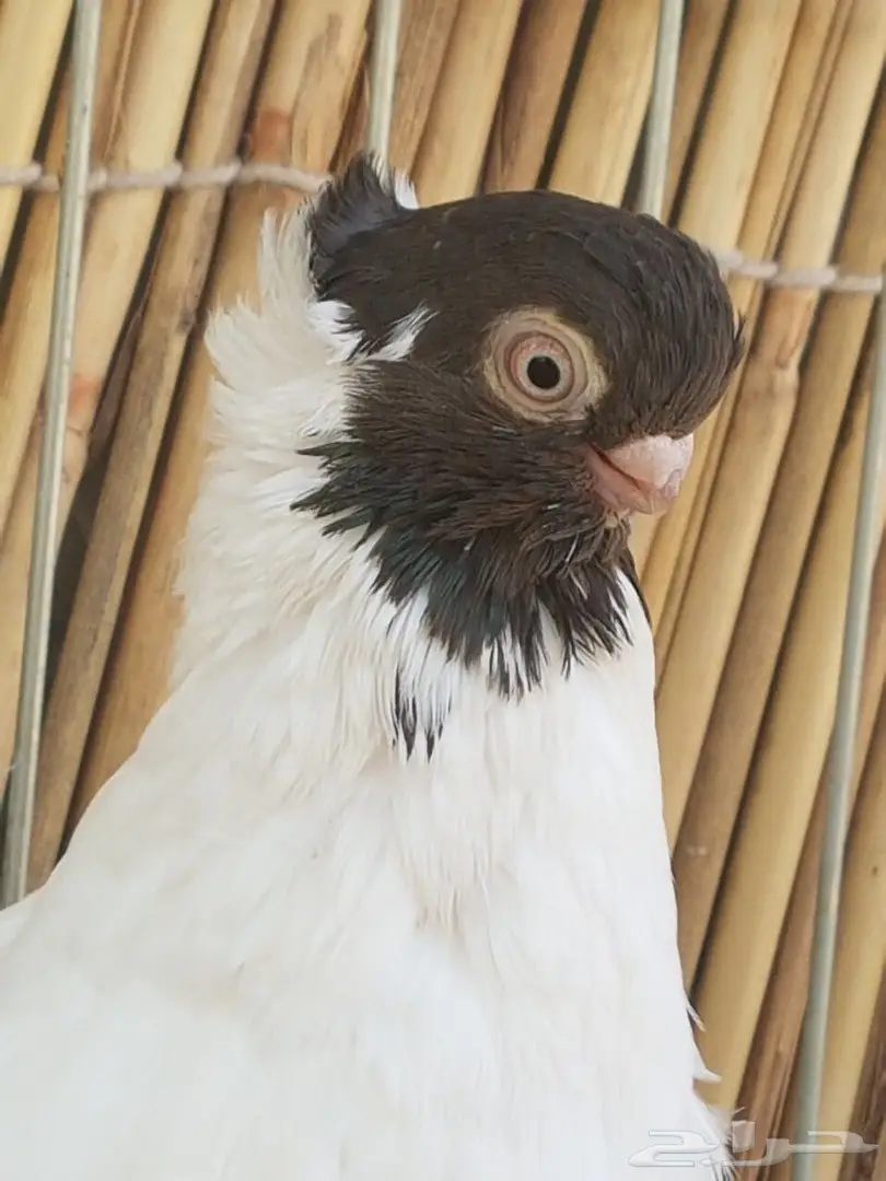 جوز كلرهد مستوى مميز (image 2)