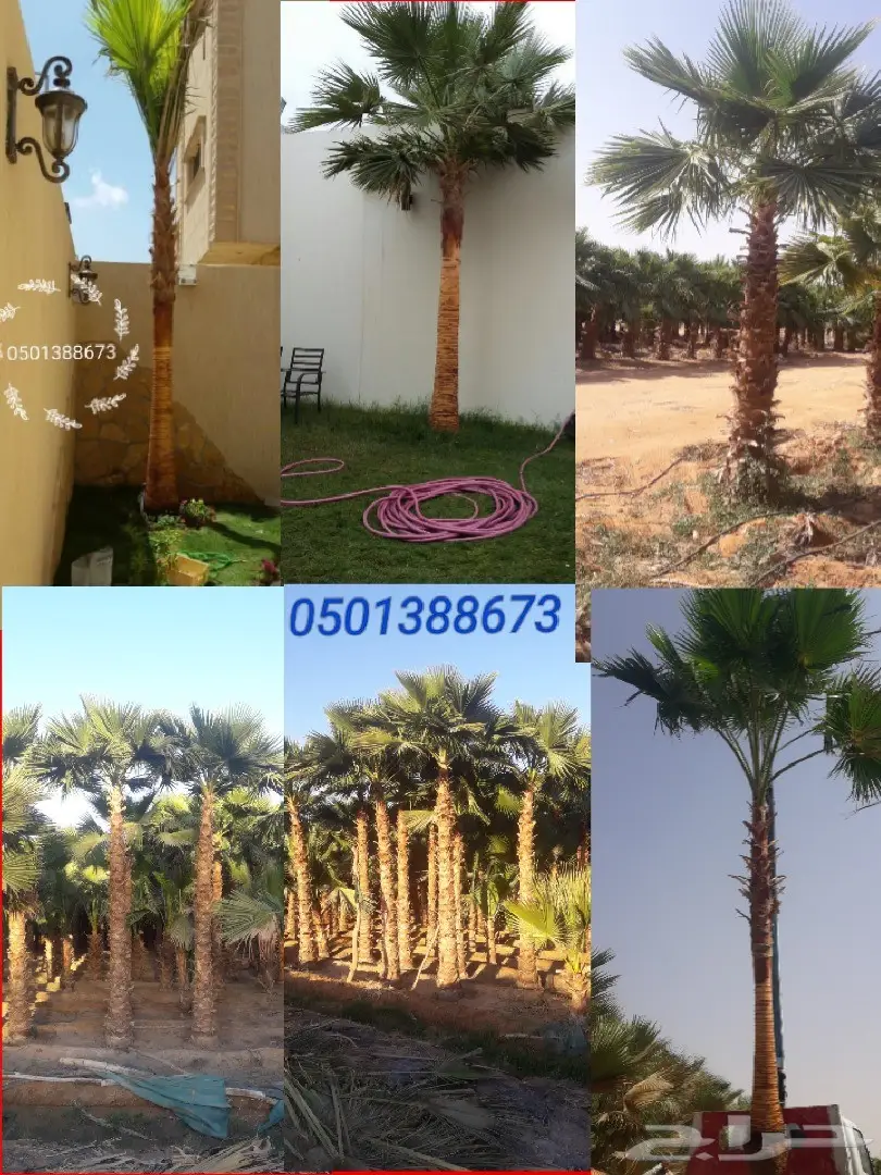 لبيع نخيل الوشنطونيا .وشنطني .واشنطن زينه 