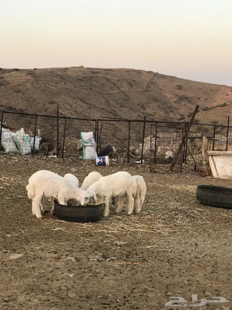 غنم للبيع أو البدل بطليان تكون اعمارها صغيرة