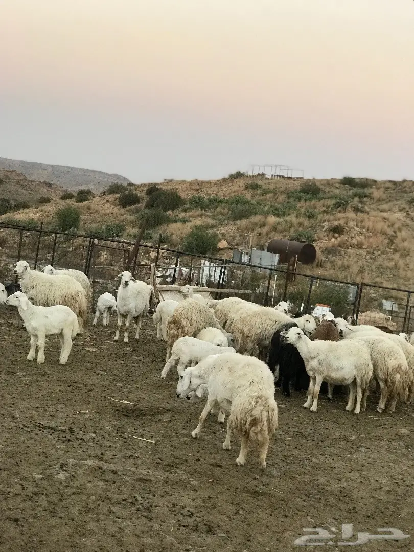 غنم للبيع أو البدل بطليان تكون اعمارها صغيرة (image 2)