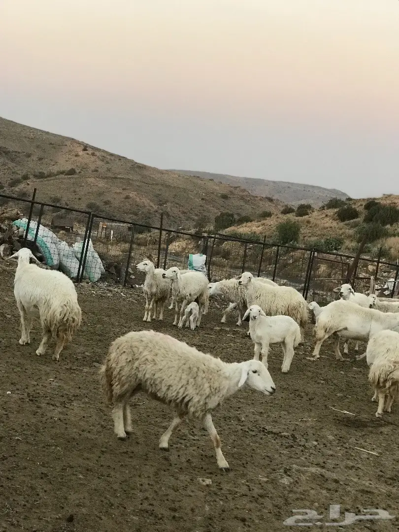 غنم للبيع أو البدل بطليان تكون اعمارها صغيرة (image 3)