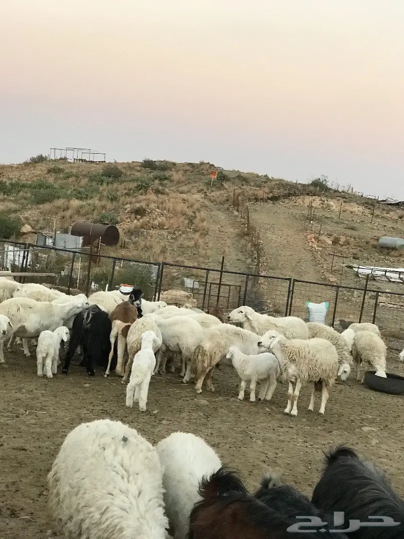 غنم للبيع أو البدل بطليان تكون اعمارها صغيرة (image 5)
