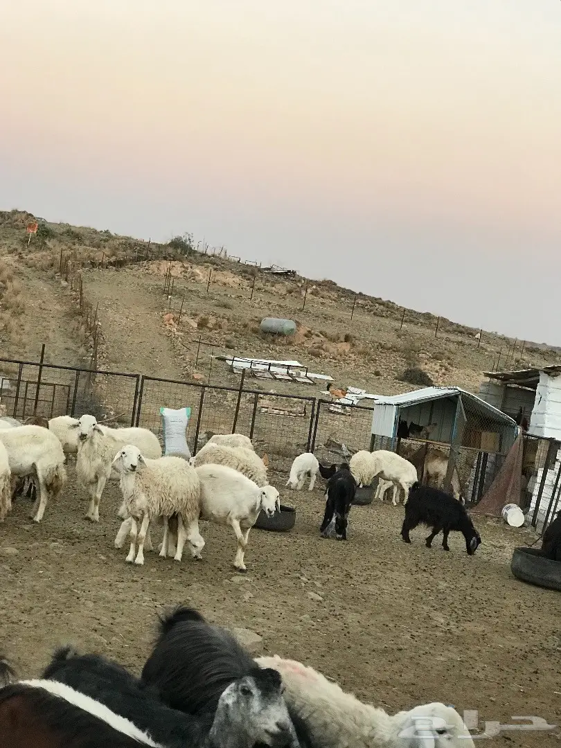 غنم للبيع أو البدل بطليان تكون اعمارها صغيرة (image 6)