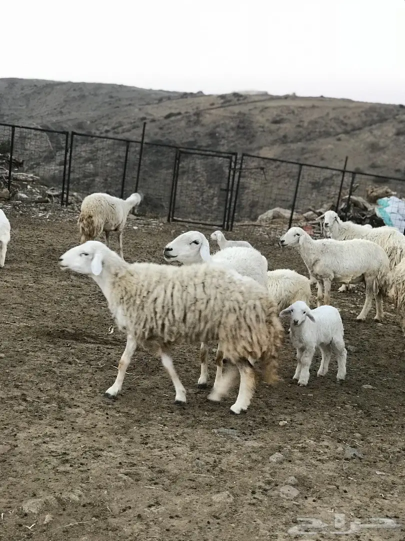 غنم للبيع أو البدل بطليان تكون اعمارها صغيرة (image 9)