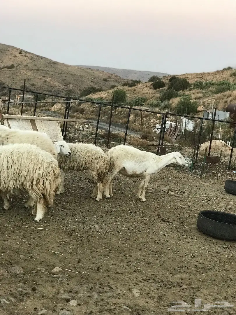 غنم للبيع أو البدل بطليان تكون اعمارها صغيرة (image 11)