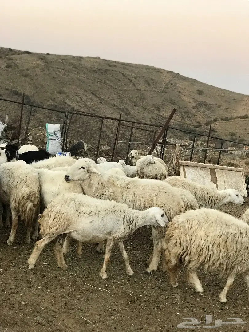 غنم للبيع أو البدل بطليان تكون اعمارها صغيرة (image 12)