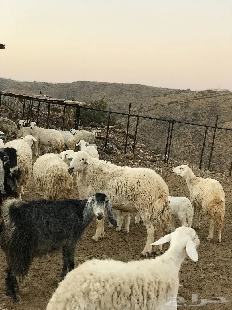 غنم للبيع أو البدل بطليان تكون اعمارها صغيرة (image 15)