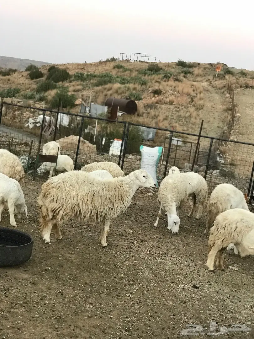 غنم للبيع أو البدل بطليان تكون اعمارها صغيرة (image 16)