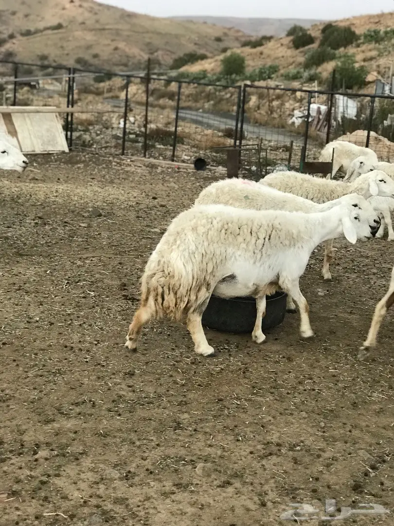 غنم للبيع أو البدل بطليان تكون اعمارها صغيرة (image 17)
