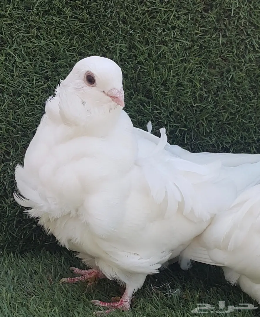  4اناثي كشكي ابيض (image 1)