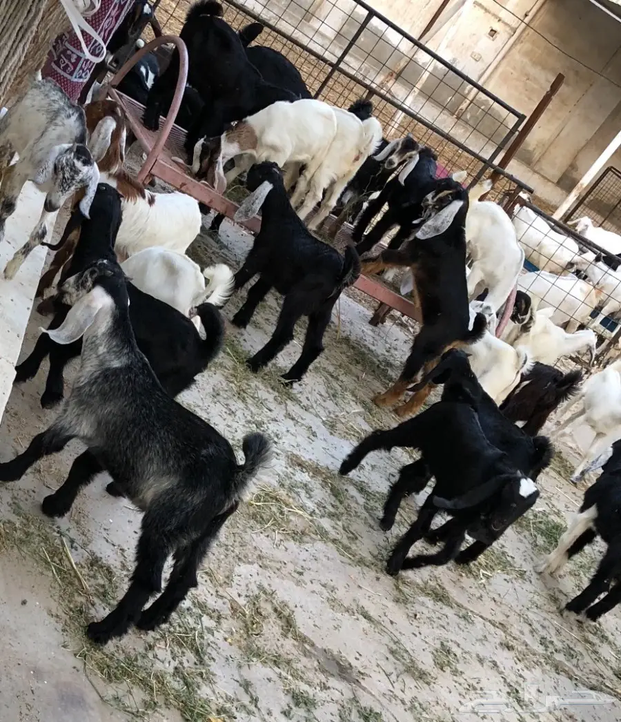 تيوس سمان وين أهل الزين  (image 8)