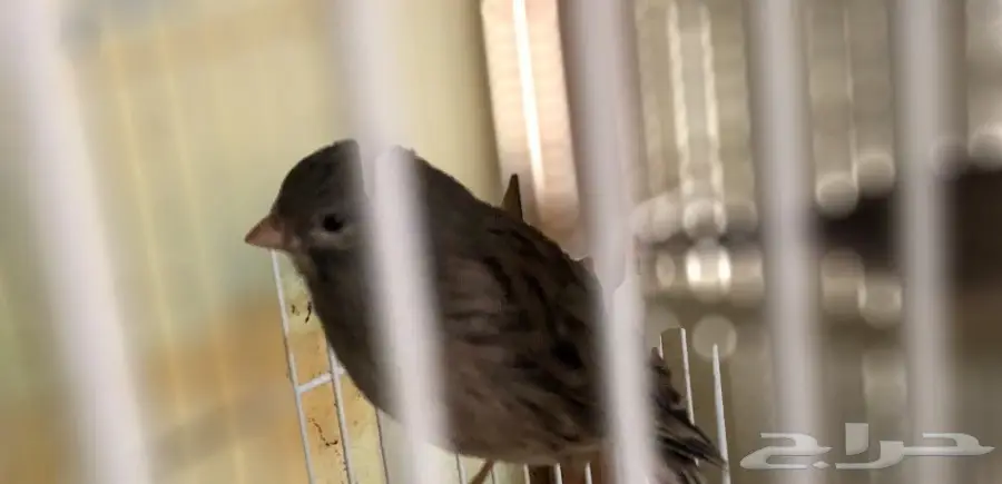 ذكر كناري مغرد (image 1)