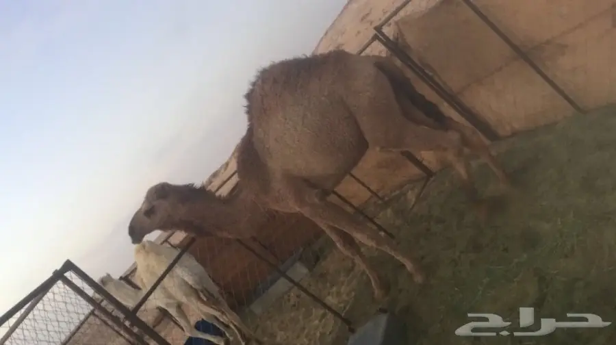 محافظة تيماء .منطقة تبوك (image 3)