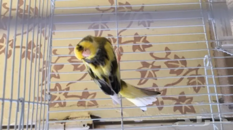 كناري سوري (image 1)