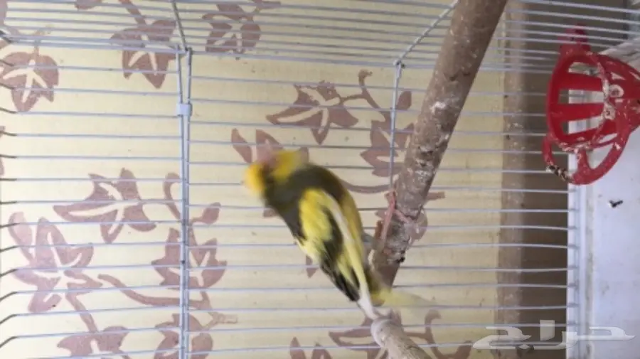 كناري سوري (image 2)