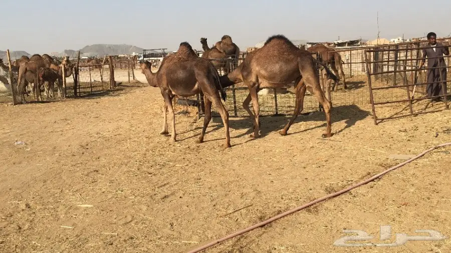 بكار حمر دهم فاخر - عدد 12 - حالة ممتازة (image 3)