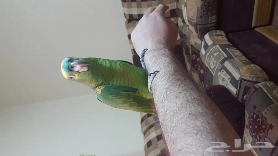 بغبغاء امزوني بلو فرند متكلم