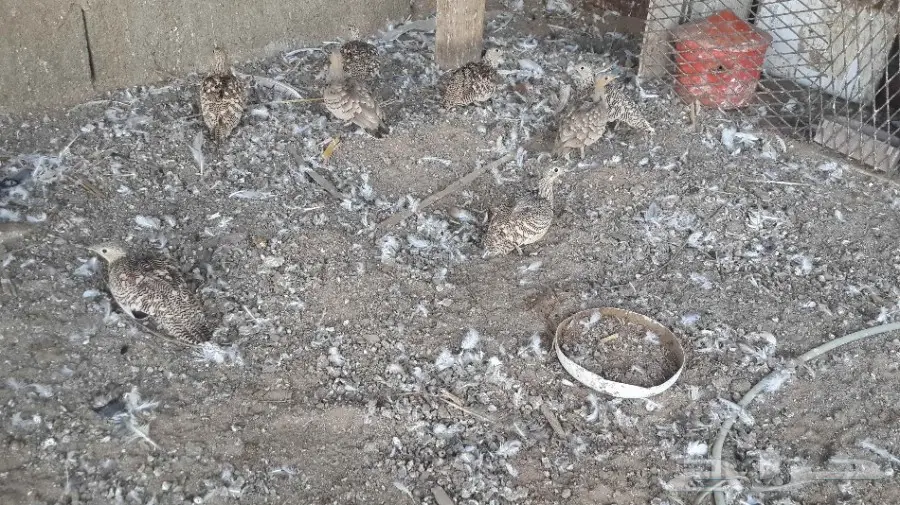 قطا للبيع (image 1)