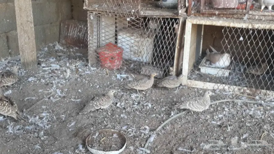 قطا للبيع (image 2)