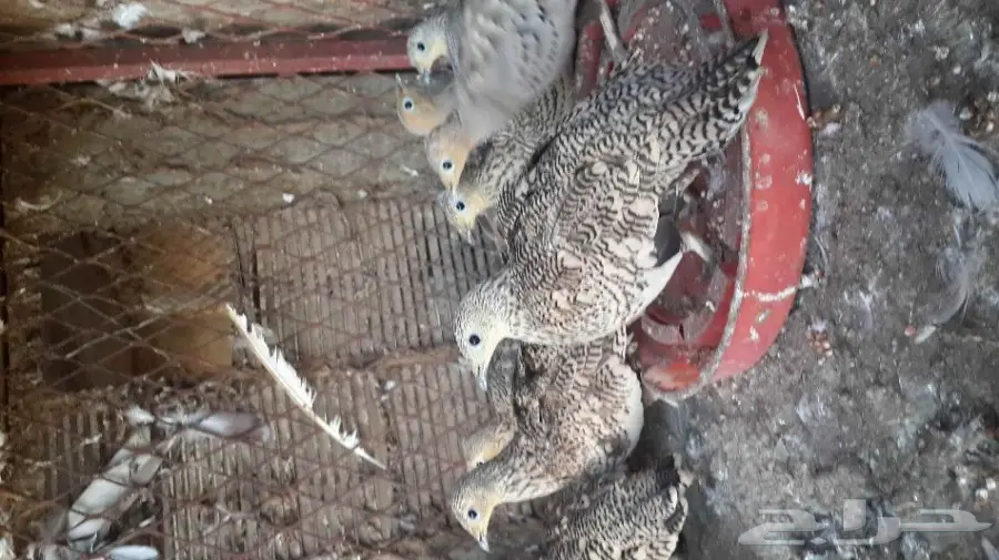 قطا للبيع (image 3)