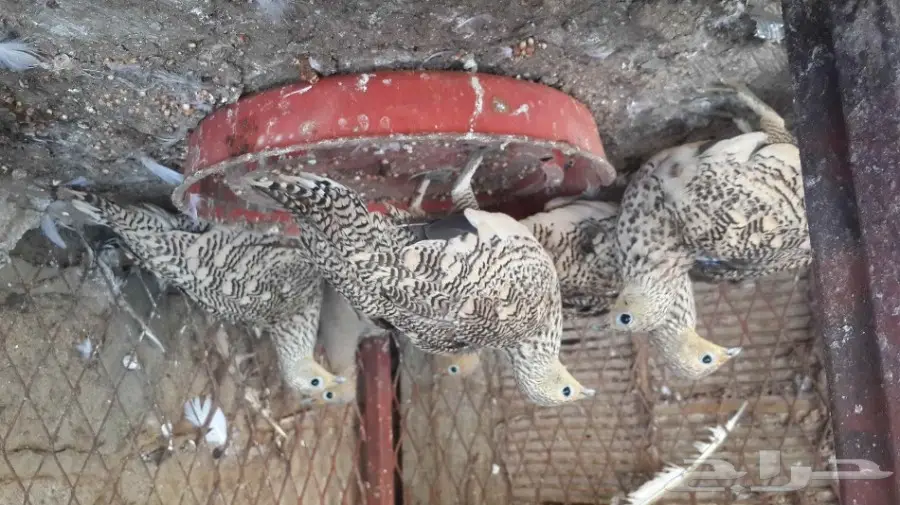 قطا للبيع (image 4)