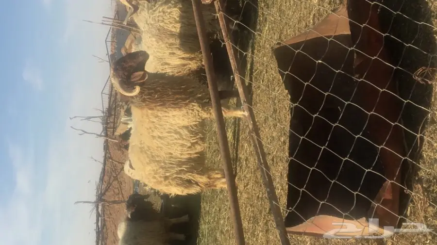 خرفان نعيم للبيع 