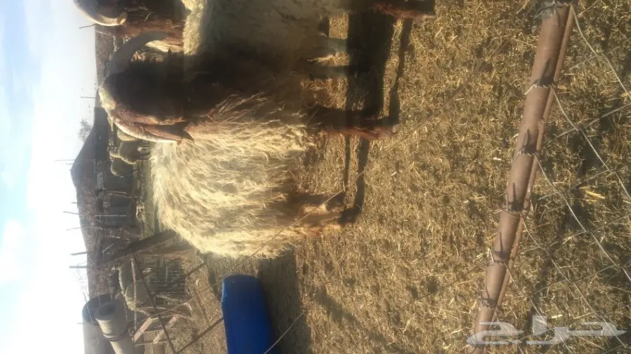 خرفان نعيم للبيع  (image 1)