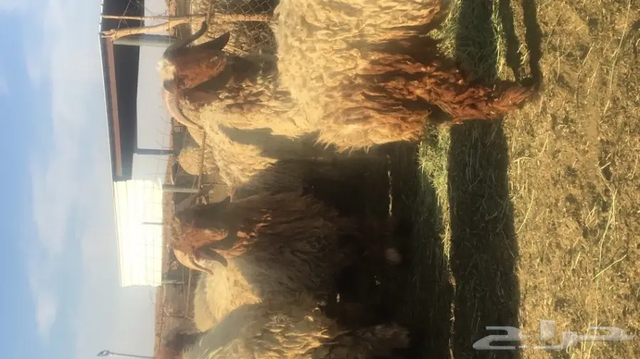 خرفان نعيم للبيع  (image 2)
