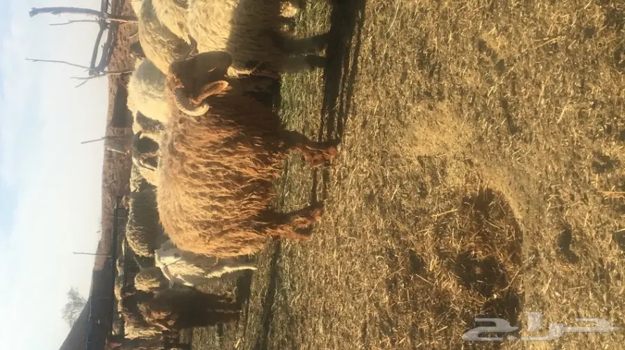 خرفان نعيم للبيع  (image 3)