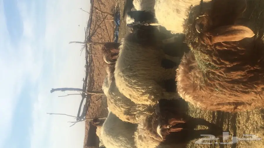 خرفان نعيم للبيع  (image 4)