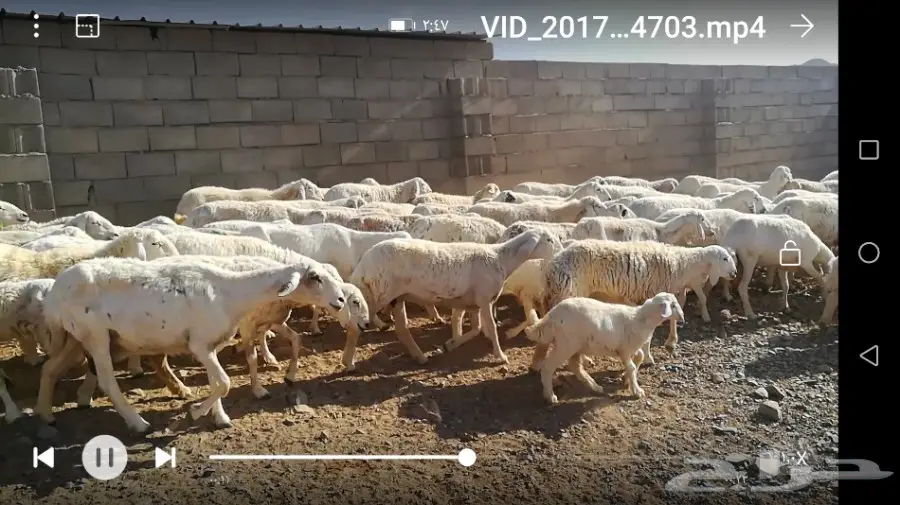 غنم حريه ولد ..نظيفة .. (80 معها 22)