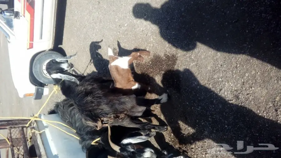 ماعز حليب للبيع 