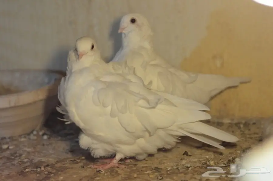  4اناثي كشكي ابيض