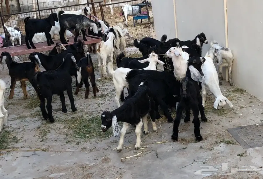 تيوس سمان وين أهل الزين  (image 6)