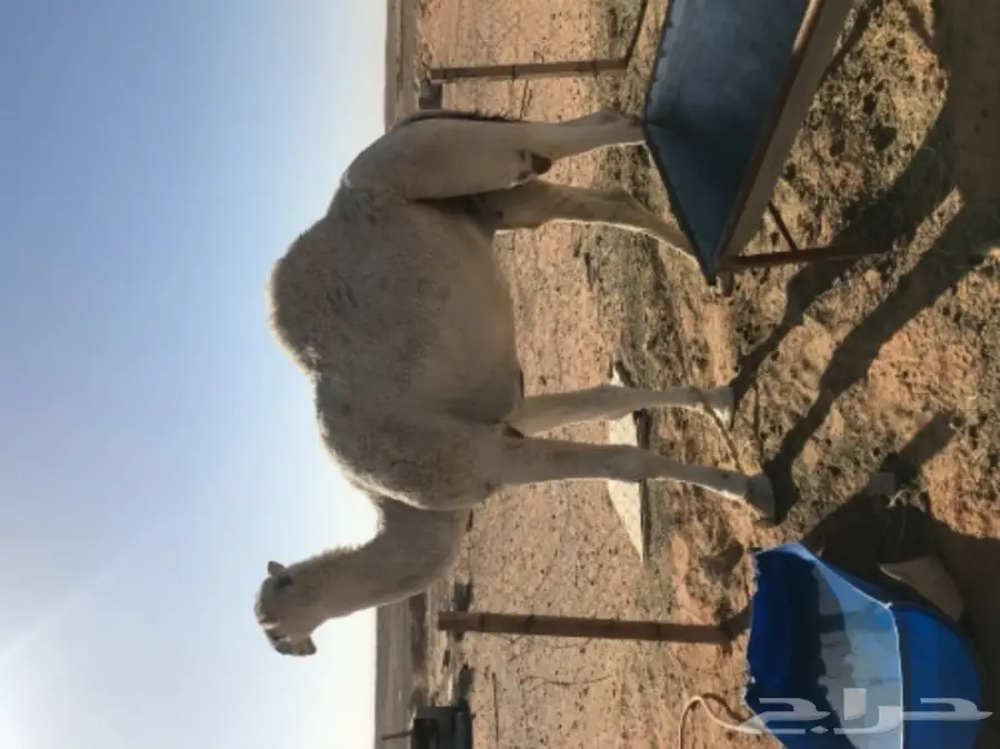 للبيع قعود أوضح جذع 