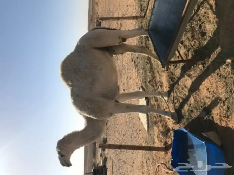 قعود أوضح جذع - فرصة ذهبية! (image 1)