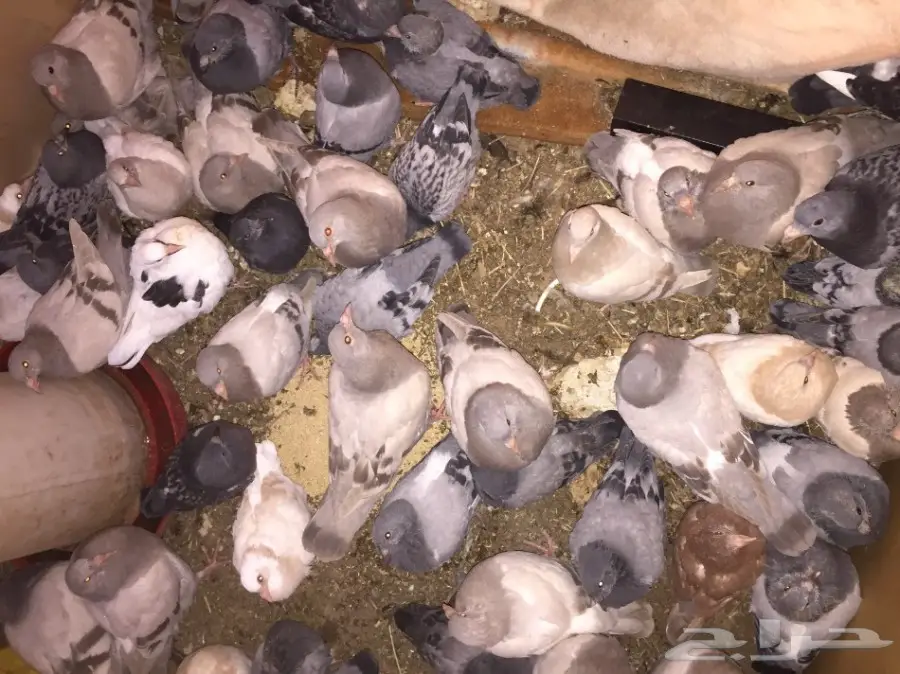 فراخة حمام للبيع