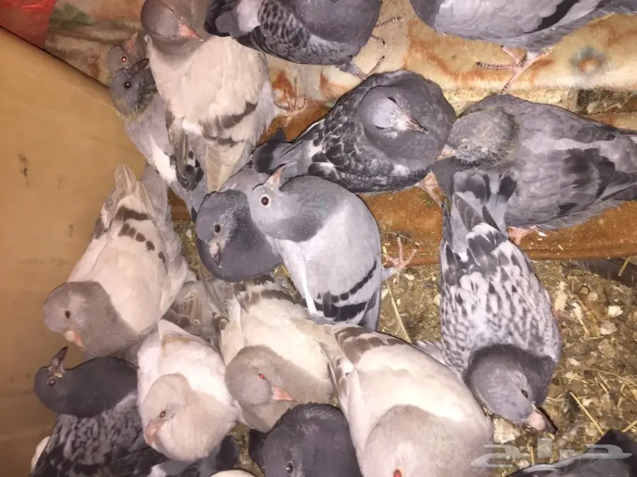 فراخة حمام للبيع (image 1)