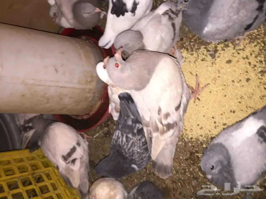 فراخة حمام للبيع (image 2)