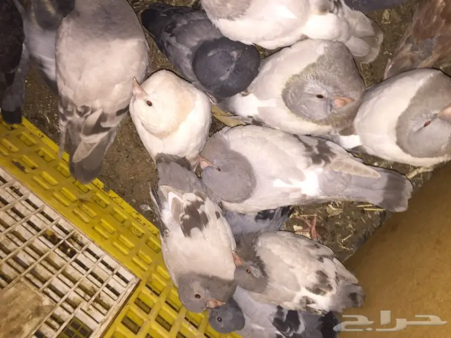 فراخة حمام للبيع (image 3)