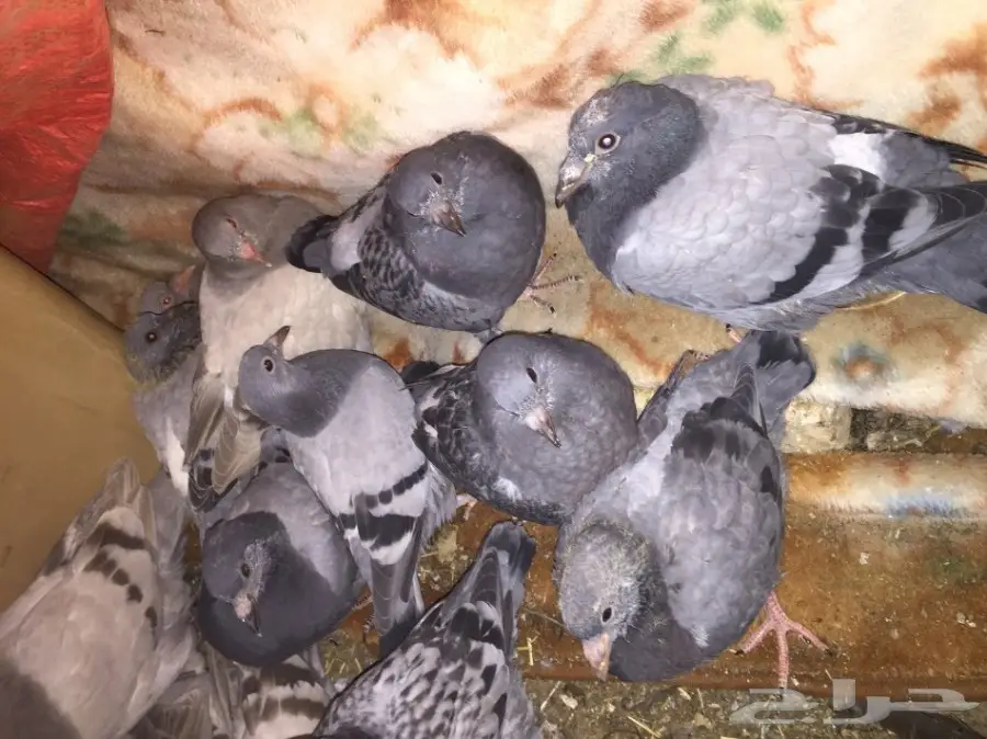 فراخة حمام للبيع (image 4)