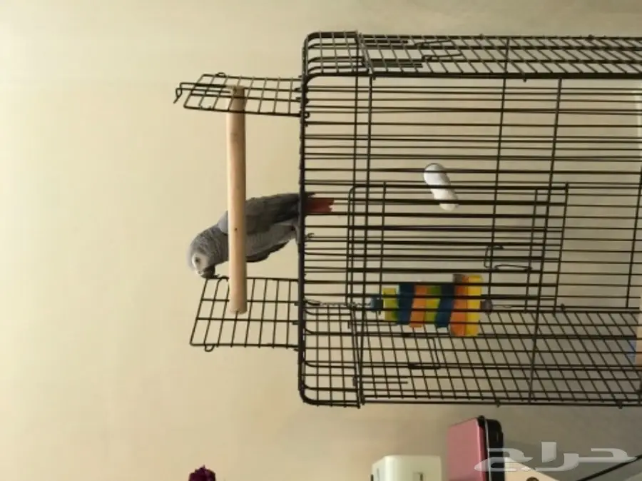 كاسكو هولندي 