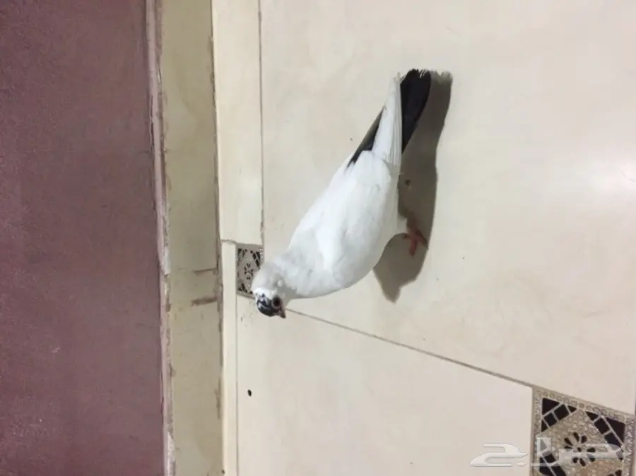  طبه هلمت  (image 1)