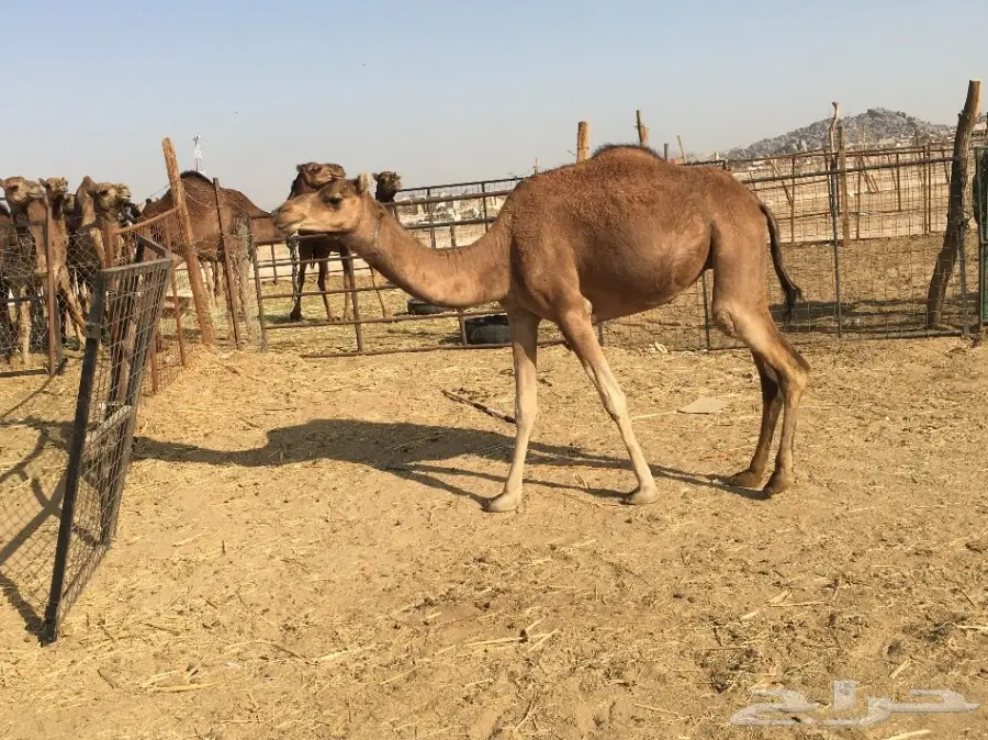 نياق حمر عدد4 الحد من 2200