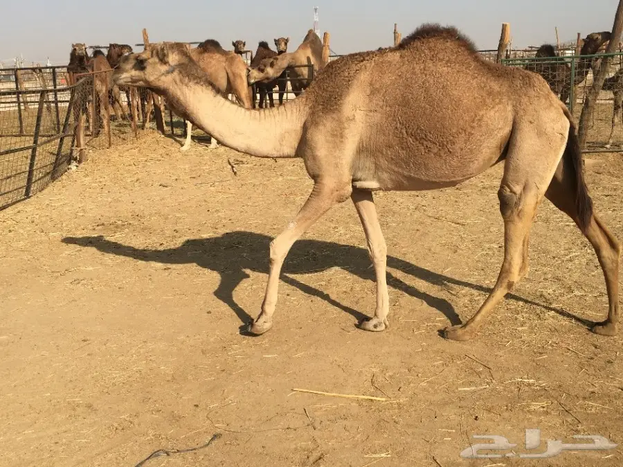 نياق حمر عدد4 الحد من 2200 (image 2)