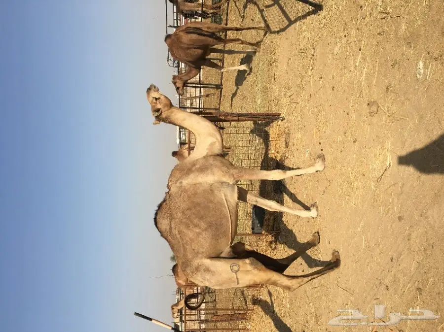 نياق حمر عدد4 الحد من 2200 (image 3)