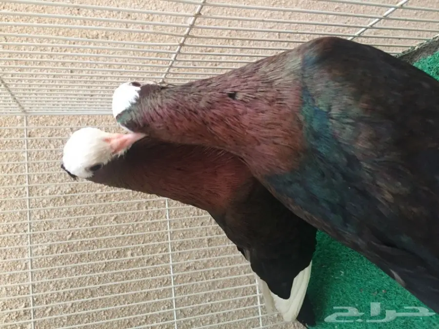 حمام ارشنجل بول هد مميز