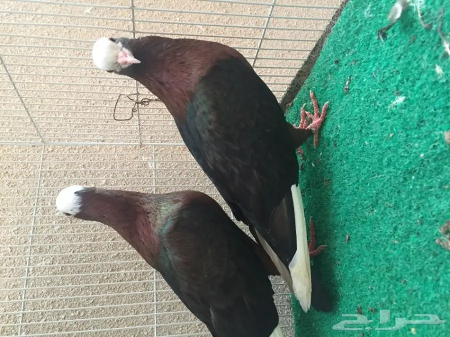 حمام ارشنجل بول هد مميز (image 1)